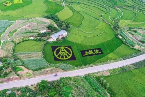 自貢農業改革 釀酒專用糧訂單的背后